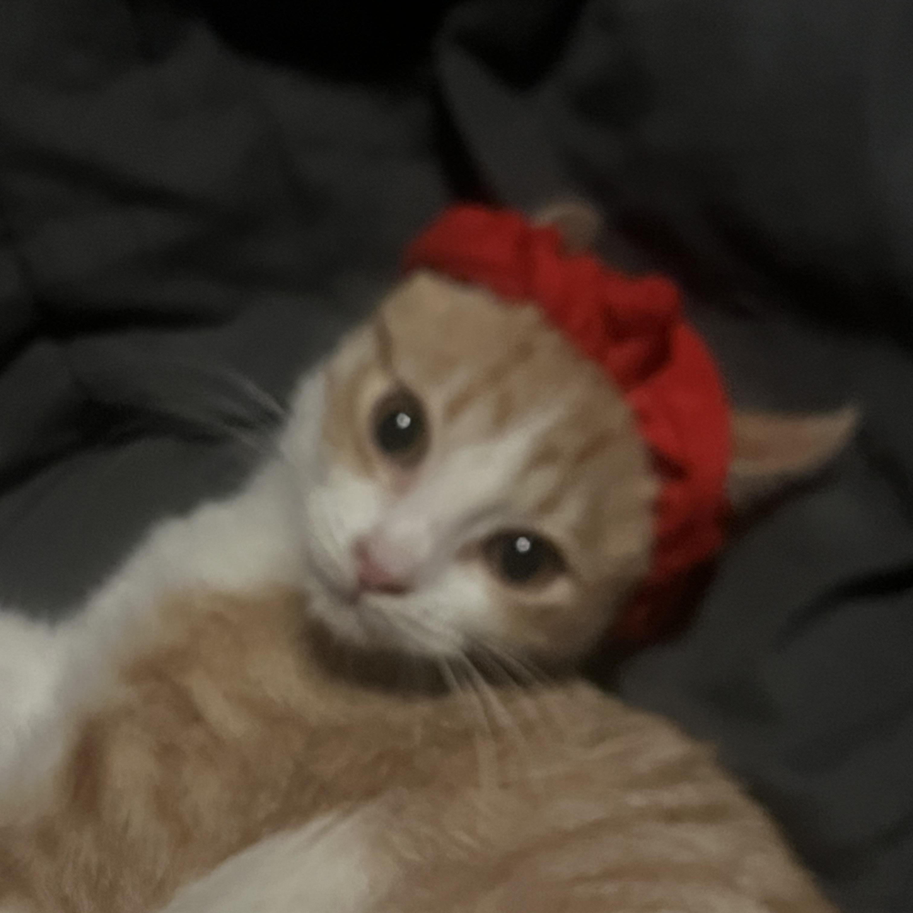 Enlarge Sunny, a Adoptable Domestic Short Hair in Indianapolis, IN image 3/4