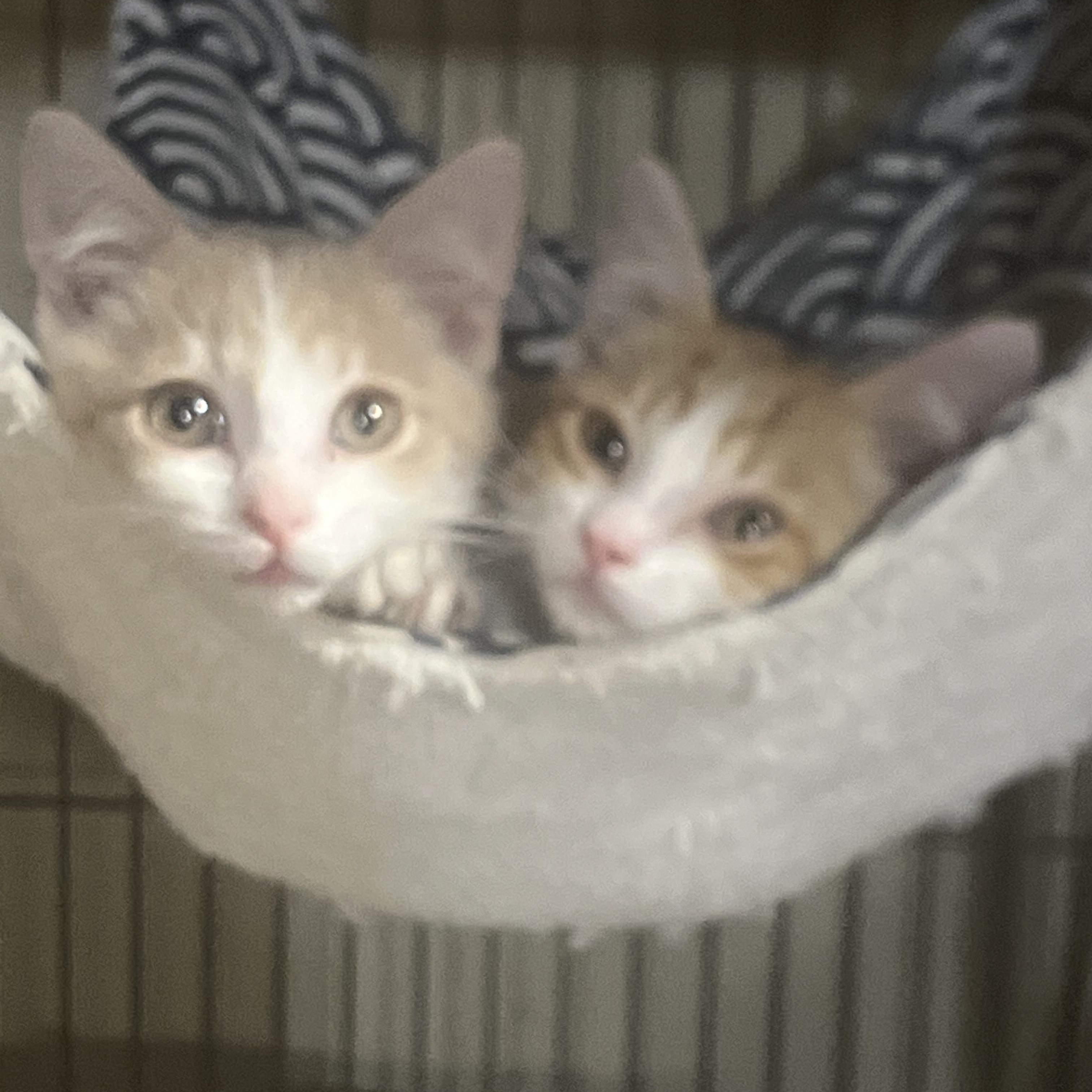 Enlarge Sunny, a Adoptable Domestic Short Hair in Indianapolis, IN image 4/4