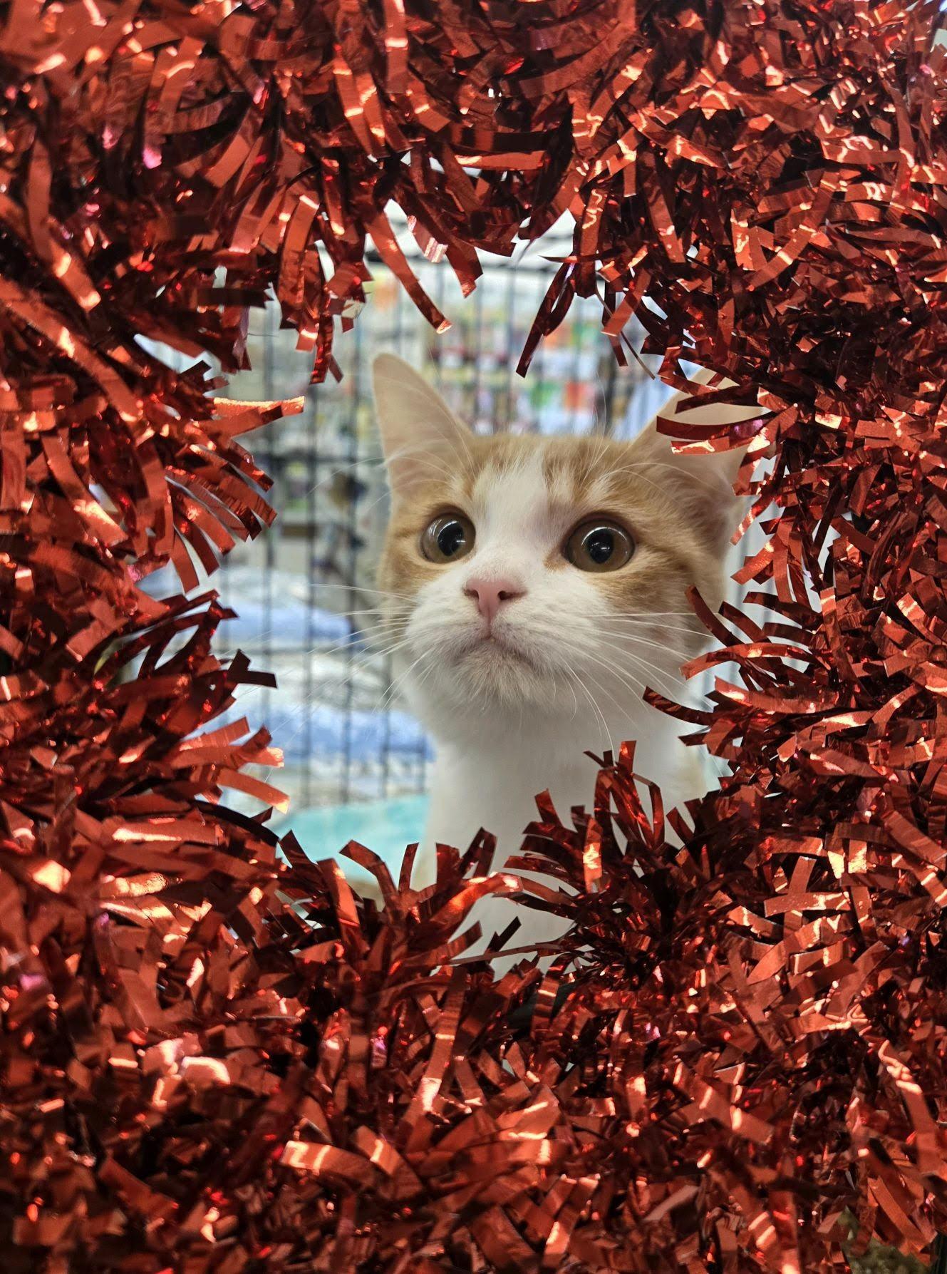 Enlarge Sunny, a Adoptable Domestic Short Hair in Indianapolis, IN image 1/4