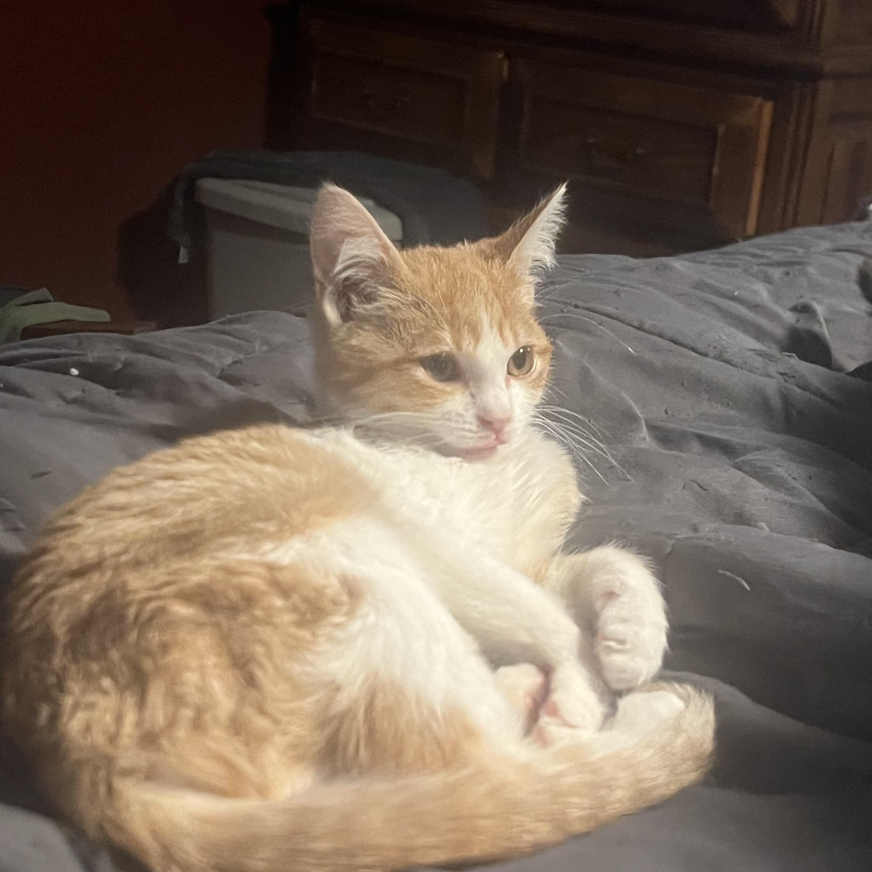 Sunny, Adoptable, Kitten Female Domestic Short Hair.