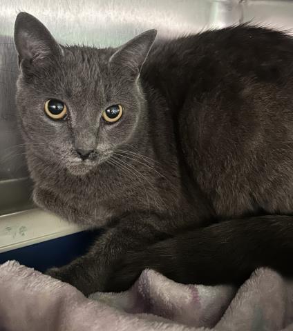 Enlarge SUGARPLUM, a Adoptable Domestic Short Hair in Pensacola, FL image 1/1