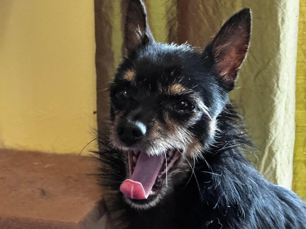 Enlarge Pico, a Adoptable Chihuahua in Blanchard, OK image 2/4