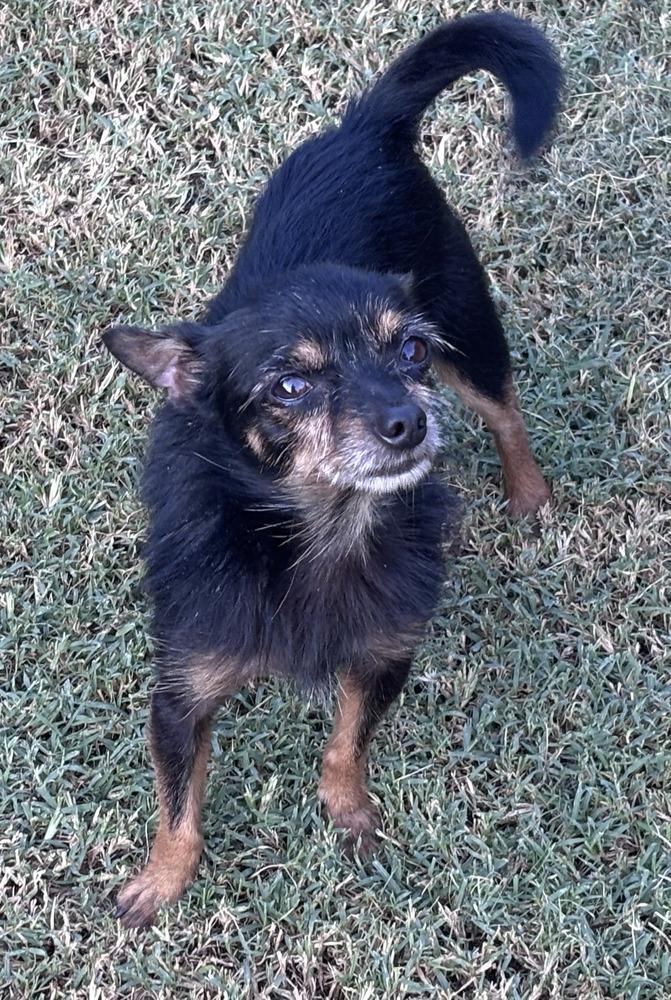 Enlarge Pico, a Adoptable Chihuahua in Blanchard, OK image 3/4