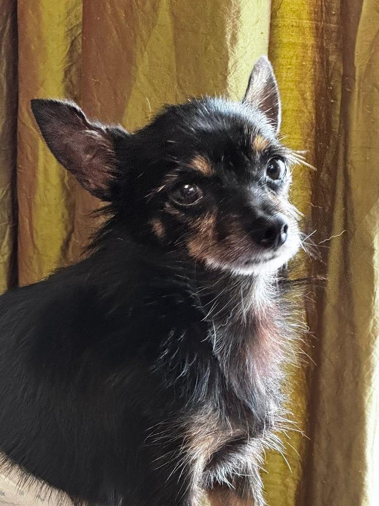 Enlarge Pico, a Adoptable Chihuahua in Blanchard, OK image 4/4