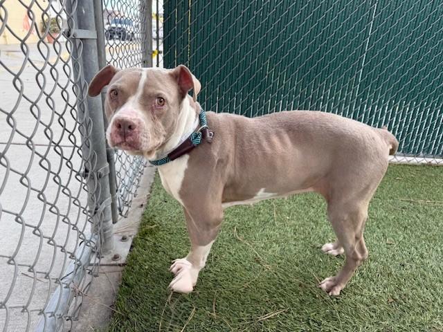 CASSANDRA, Adoptable, Adult Female Pit Bull Terrier.