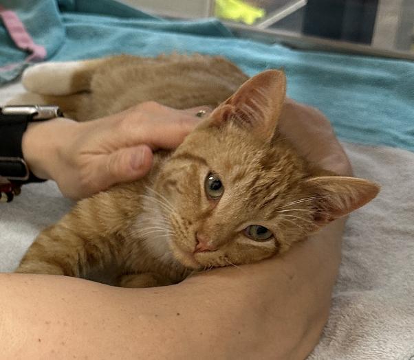 Poindexter Pollen Orange, Adopted, Kitten Male Domestic Short Hair & Tabby.
