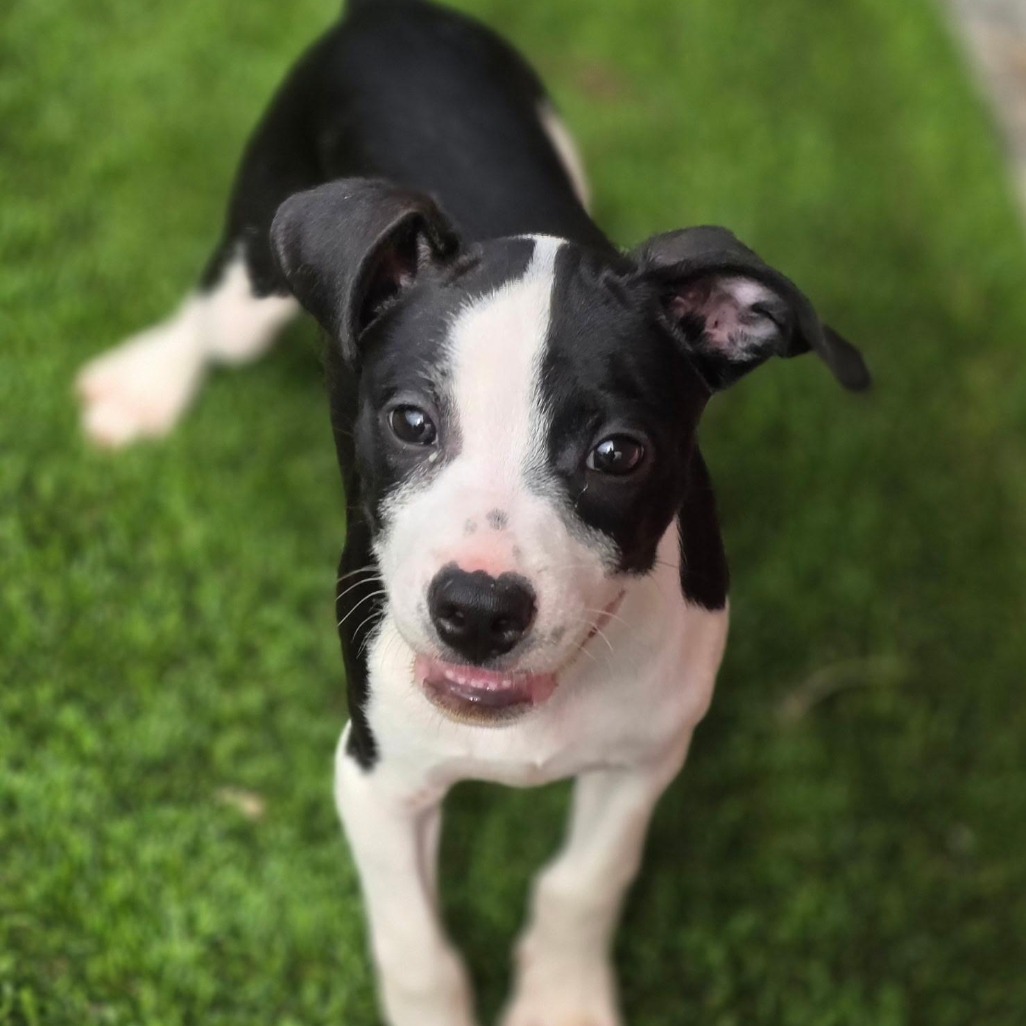 Piglet, adopted, Puppy Male Boston Terrier.