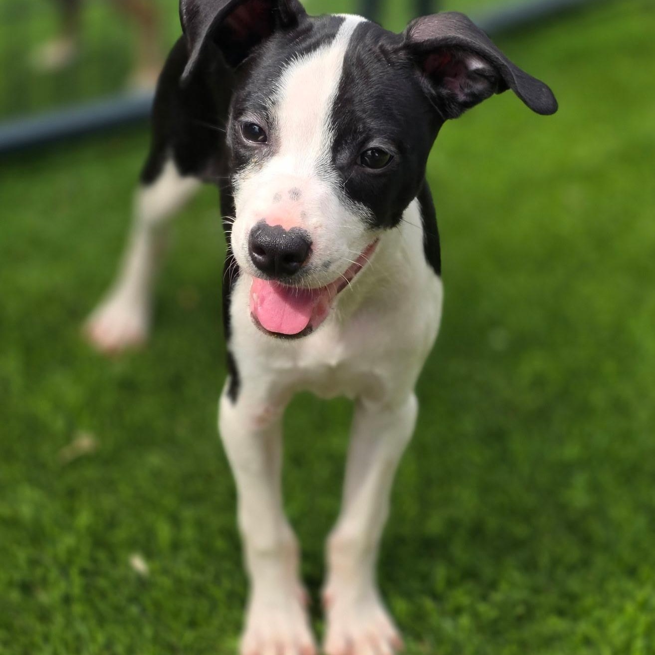 Piglet, an adopted mixed breed in Anderson, SC image 3/3
