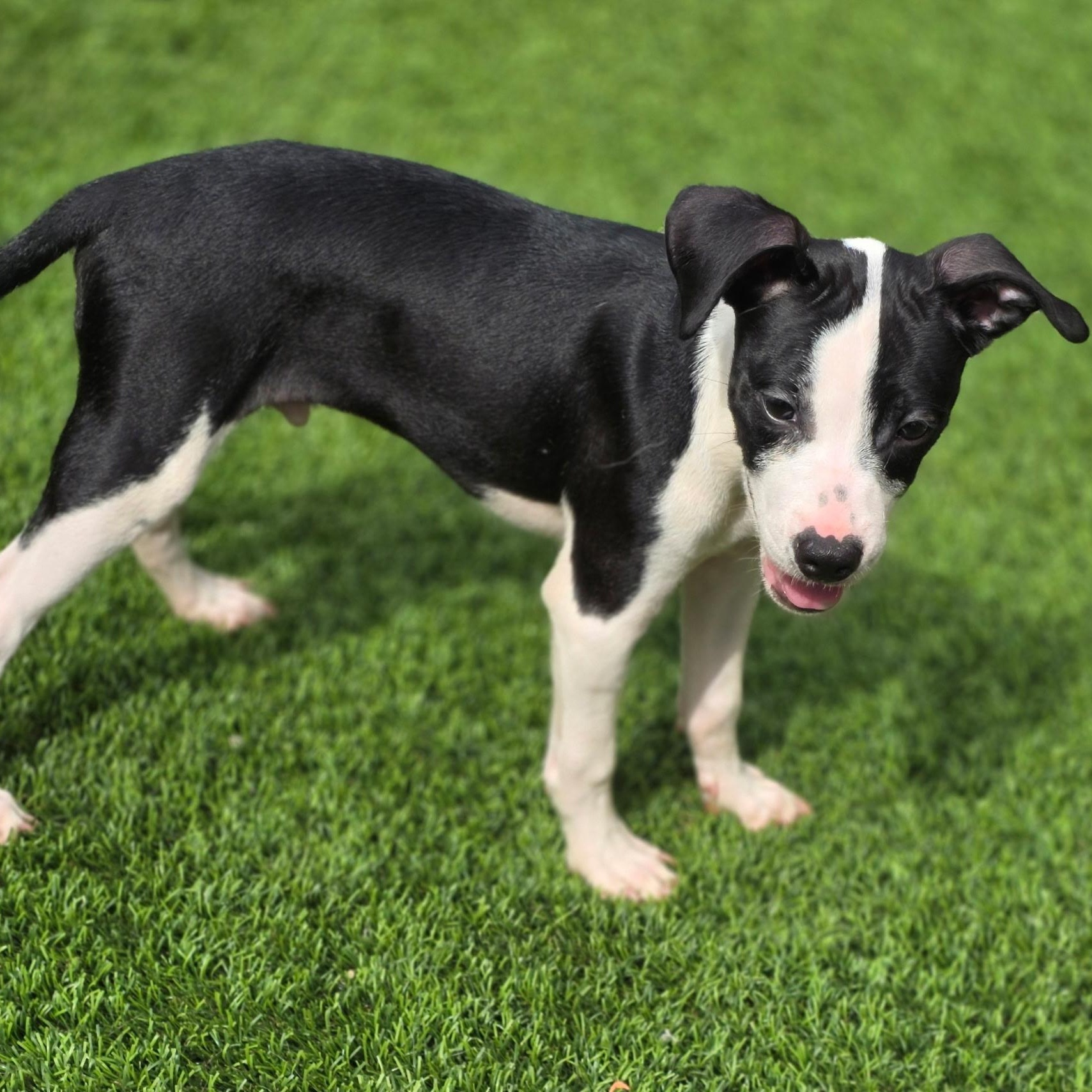 Piglet, an adopted mixed breed in Anderson, SC image 2/3