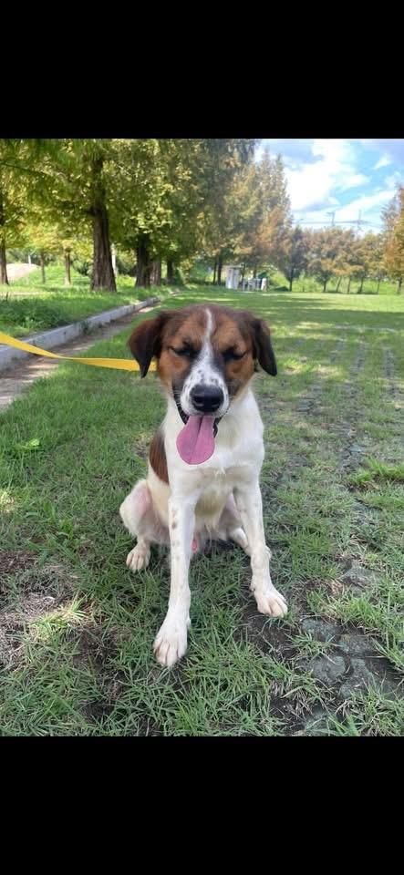 Enlarge IRU, a Adoptable mixed breed in Langley, BC image 6/6