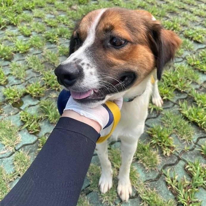Enlarge IRU, a Adoptable mixed breed in Langley, BC image 2/6