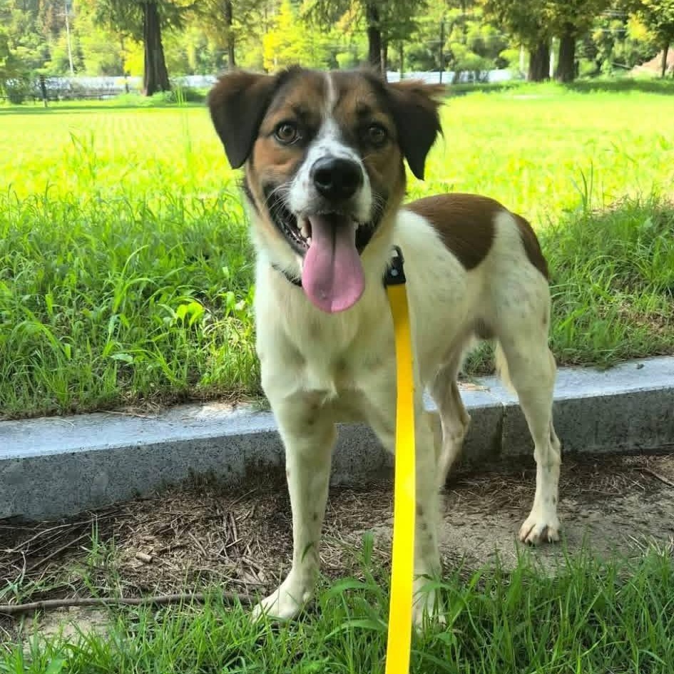 IRU, Adoptable, Young Male Terrier & Shiba Inu.