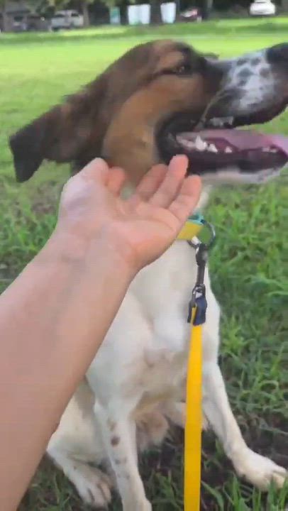 Enlarge IRU, a Adoptable mixed breed in Langley, BC video 3/6