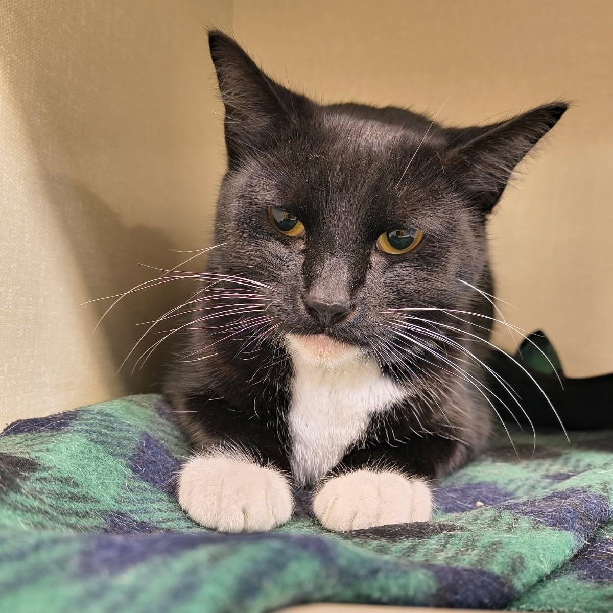 Scrump, adopted, Young Male Domestic Short Hair.