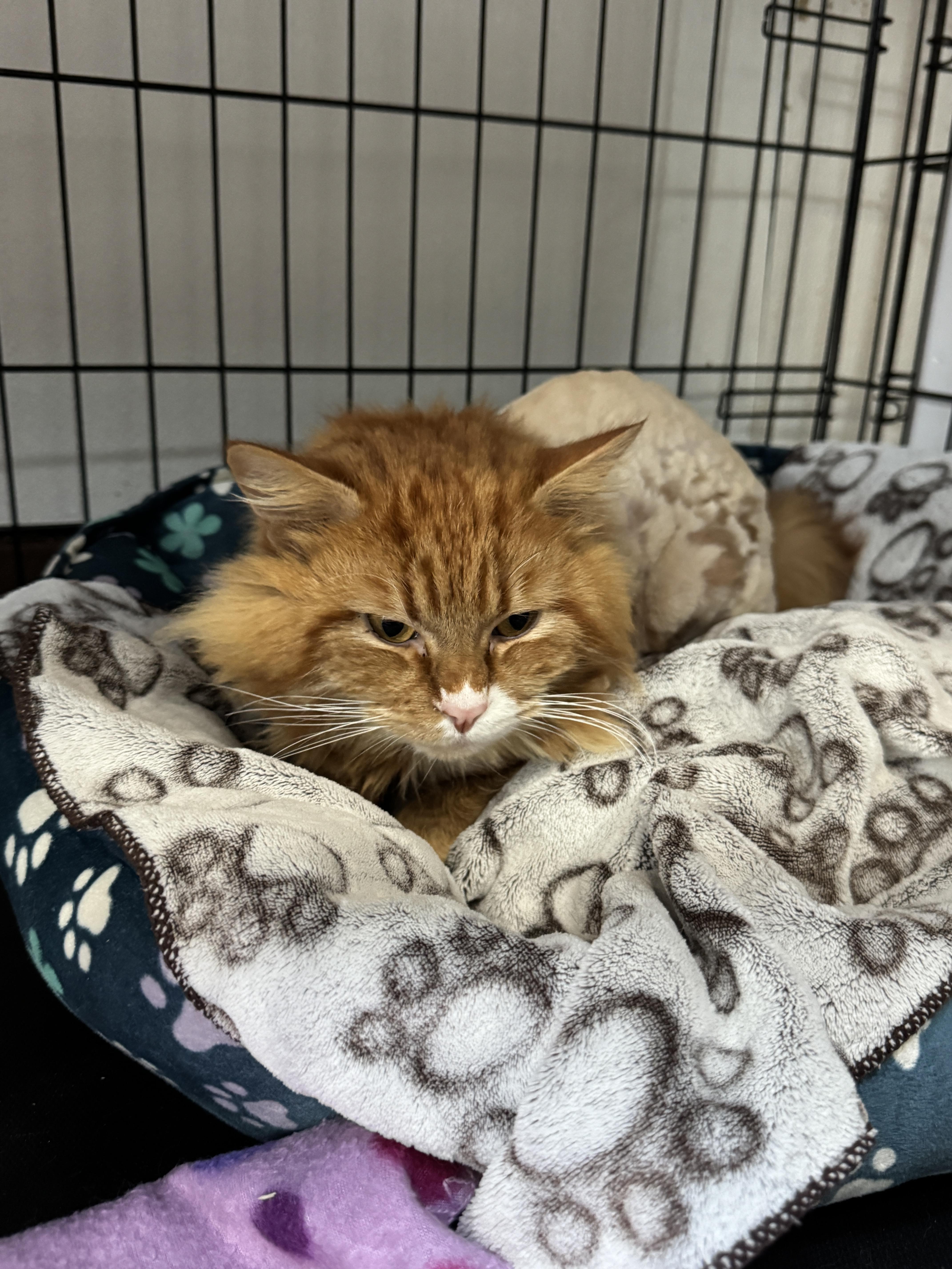 Enlarge Cormac, a ADOPTABLE Domestic Long Hair in Courtenay, BC image 3/4