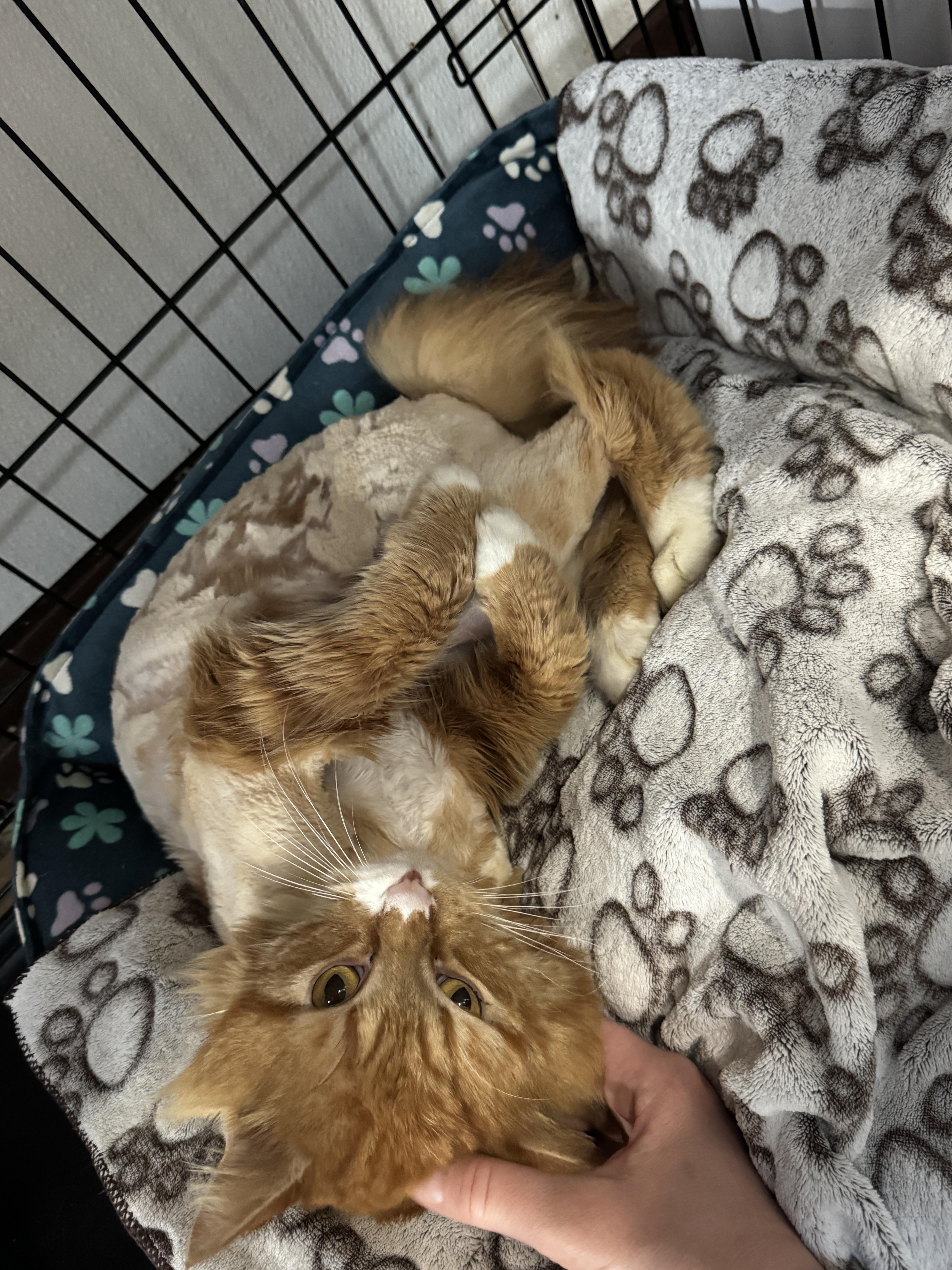 Enlarge Cormac, a ADOPTABLE Domestic Long Hair in Courtenay, BC image 4/4