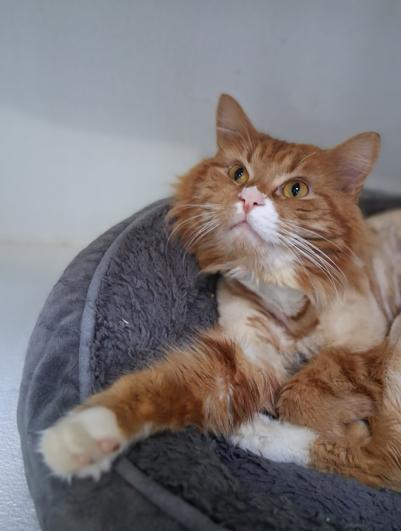 Cormac, ADOPTABLE, Adult Male Domestic Long Hair.