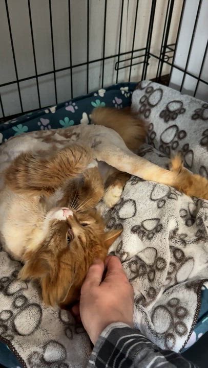 Enlarge Cormac, a ADOPTABLE Domestic Long Hair in Courtenay, BC video 2/4