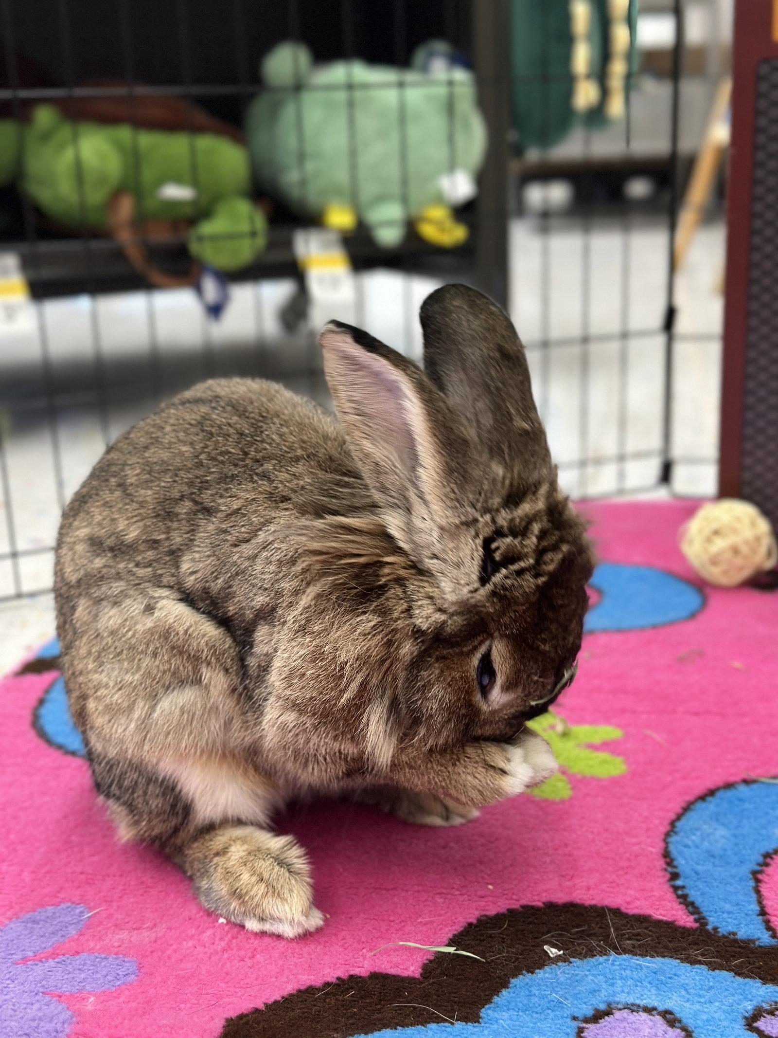 Zara, Adoptable, Adult Female Lionhead.