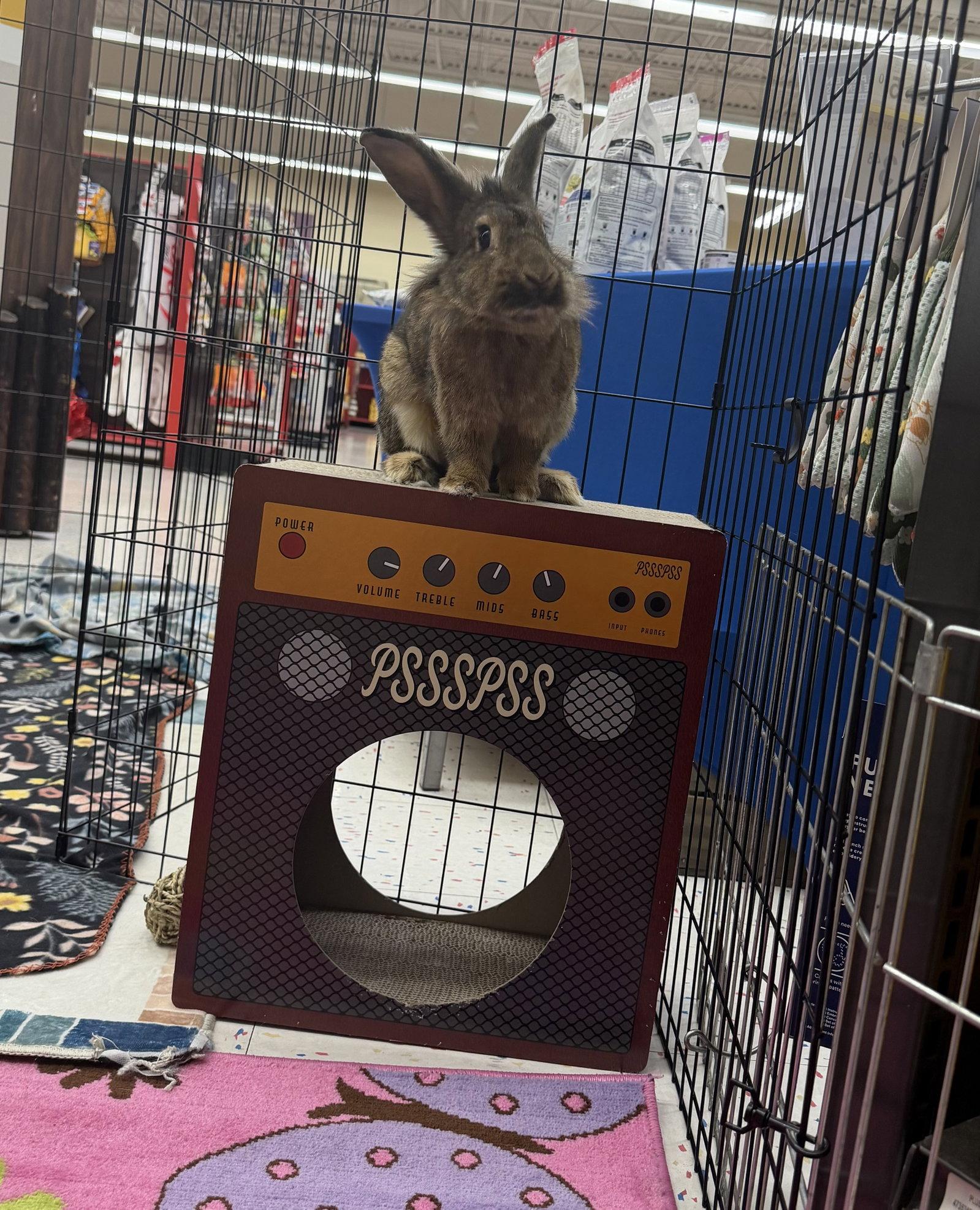 Enlarge Zara, a Adoptable Lionhead in Queen Creek, AZ image 2/3