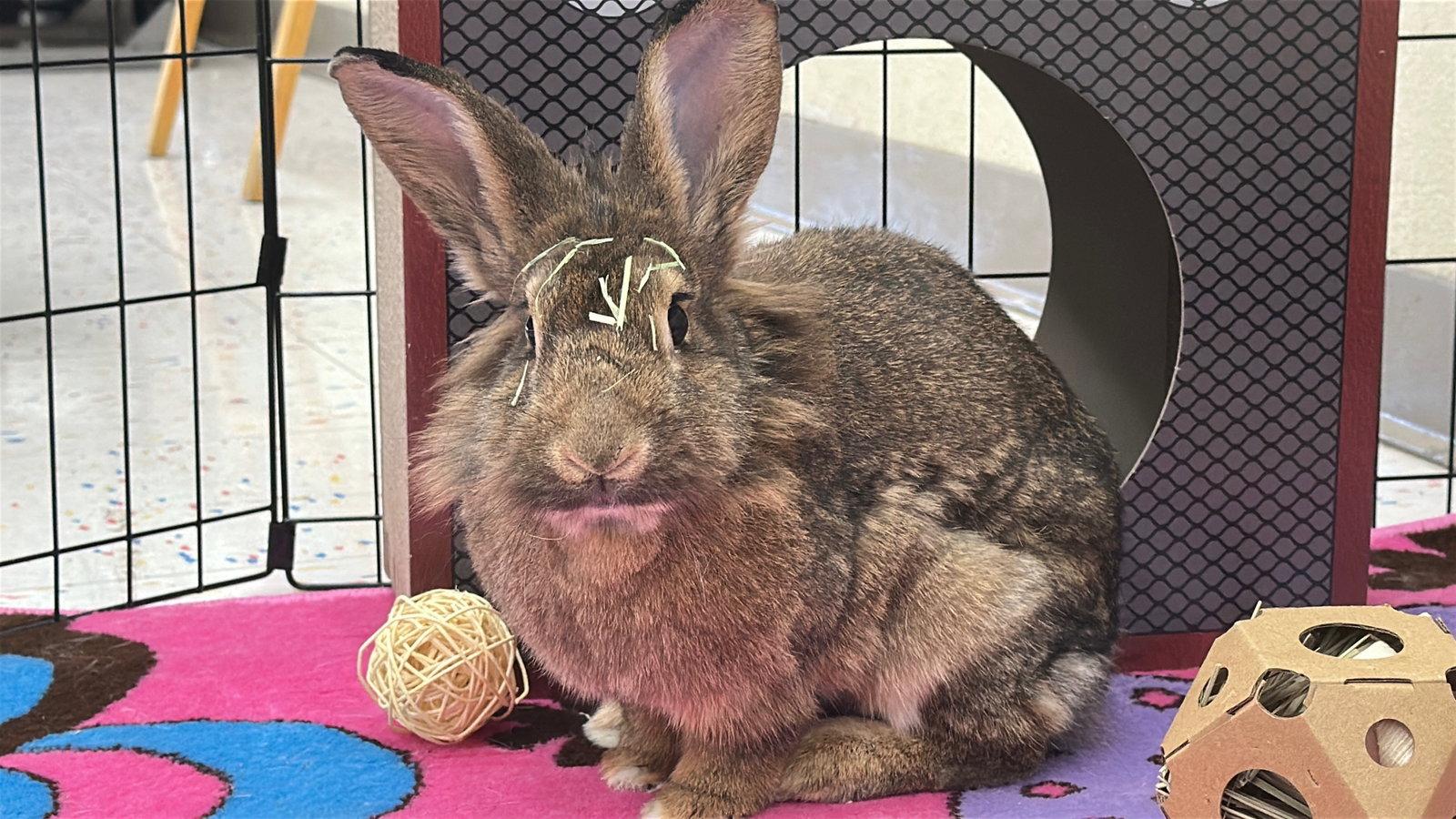 Enlarge Zara, a Adoptable Lionhead in Queen Creek, AZ image 3/3