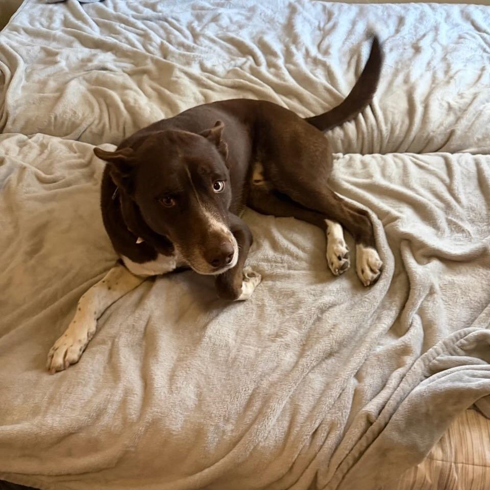 Enlarge Don Juan, a Adoptable mixed breed in San Antonio, TX image 1/6