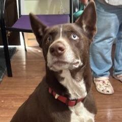 Enlarge Don Juan, a Adoptable mixed breed in San Antonio, TX image 2/6