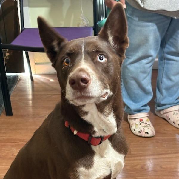 Enlarge Don Juan, a Adoptable mixed breed in San Antonio, TX image 3/6