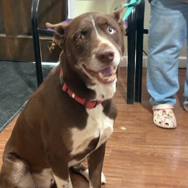 Enlarge Don Juan, a Adoptable mixed breed in San Antonio, TX image 4/6