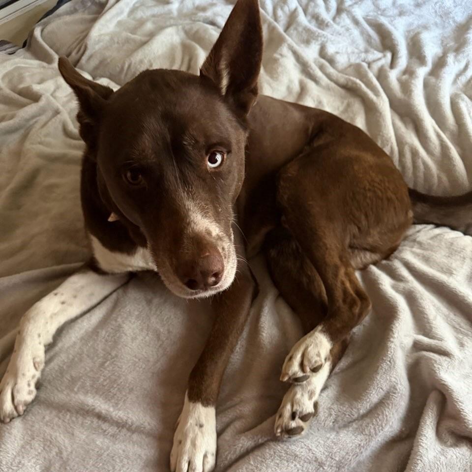 Enlarge Don Juan, a Adoptable mixed breed in San Antonio, TX image 5/6