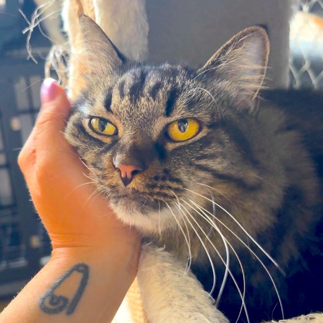 SASHA, Adoptable, Adult Female Tabby.
