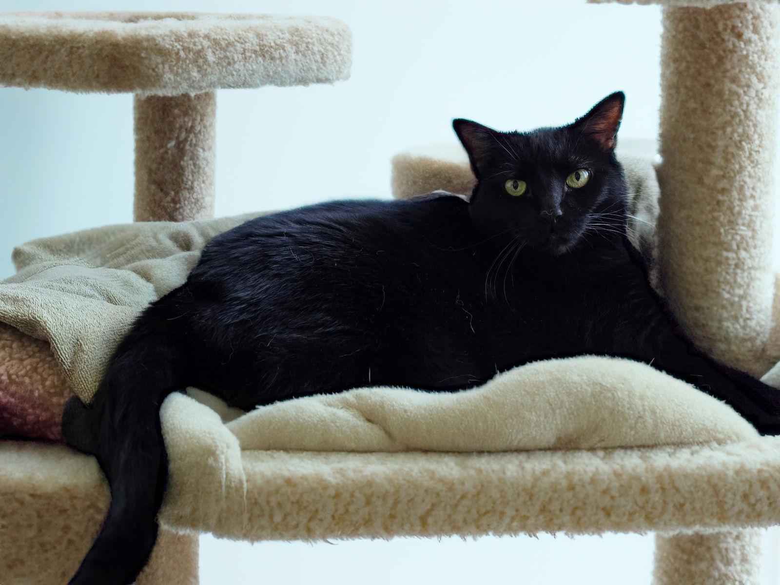 Cassiopeia, Adoptable, Adult Female Domestic Short Hair.