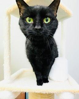 Enlarge Cassiopeia, a Adoptable Domestic Short Hair in Chandler, AZ image 1/3