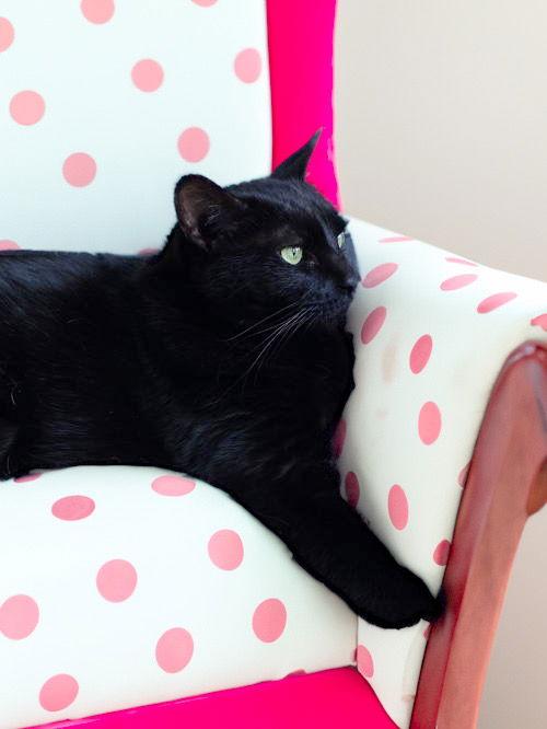 Cassiopeia, a Adoptable Domestic Short Hair in Chandler, AZ image 2/3