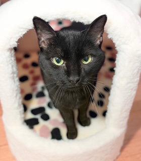 Enlarge Cassiopeia, a Adoptable Domestic Short Hair in Chandler, AZ image 2/3