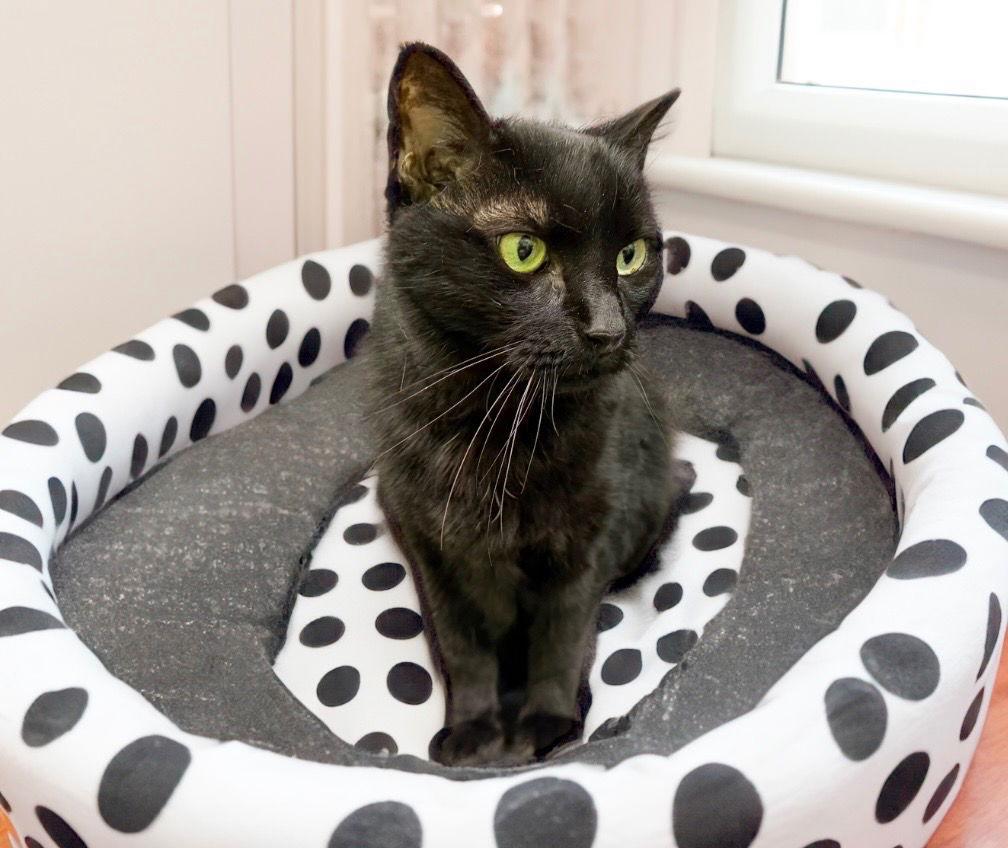 Enlarge Cassiopeia, a Adoptable Domestic Short Hair in Chandler, AZ image 3/3