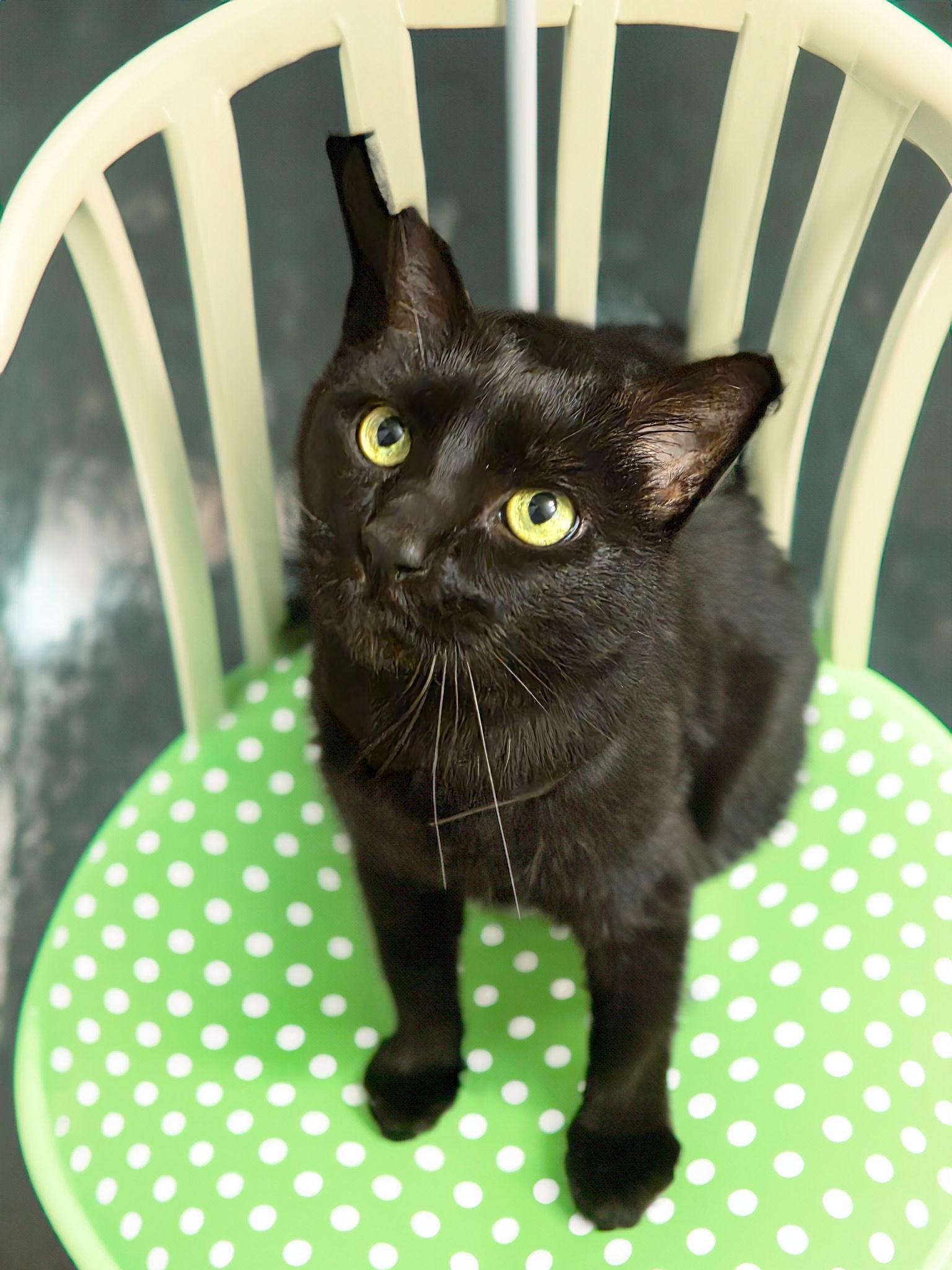 Cassiopeia, a Adoptable Domestic Short Hair in Chandler, AZ image 3/3