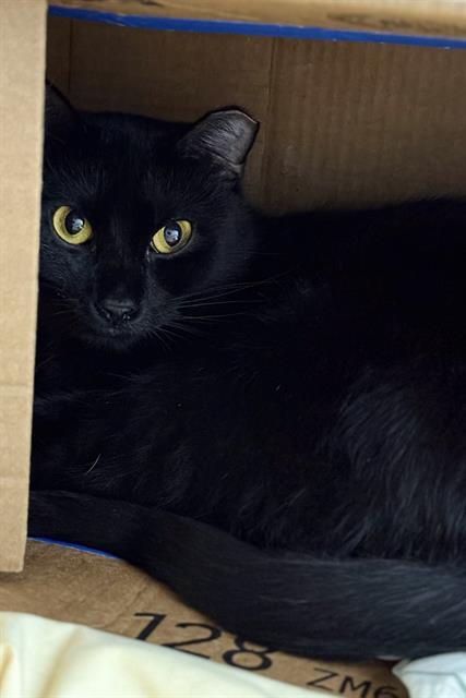 Enlarge ACID PRINCESS OF DARKNESS, a Adoptable Domestic Short Hair in Fort Walton Beach, FL image 1/1