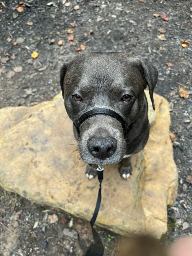 Enlarge Leo, a Adoptable mixed breed in Silver Spring, MD image 4/5