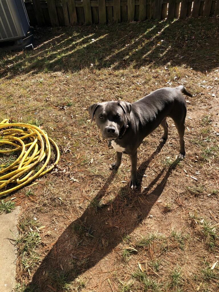 Enlarge Leo, a Adoptable mixed breed in Silver Spring, MD image 2/5