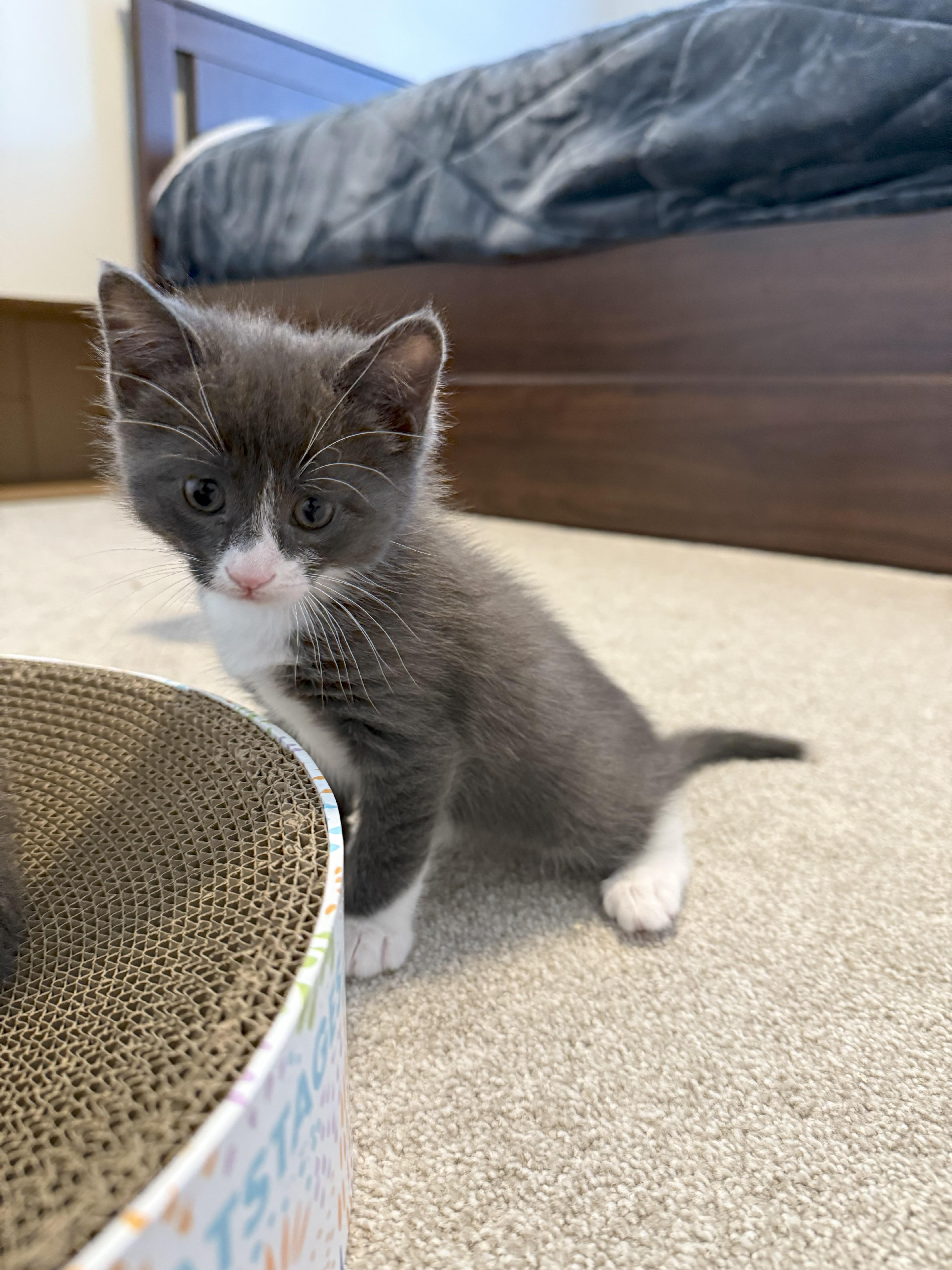 Jasper, a Adoptable Domestic Short Hair in Great Mills, MD image 2/2