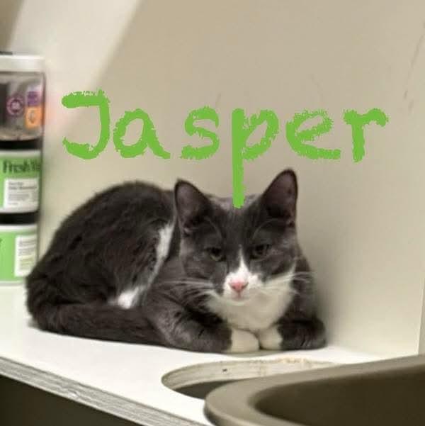 Jasper, Adoptable, Kitten Male Domestic Short Hair.
