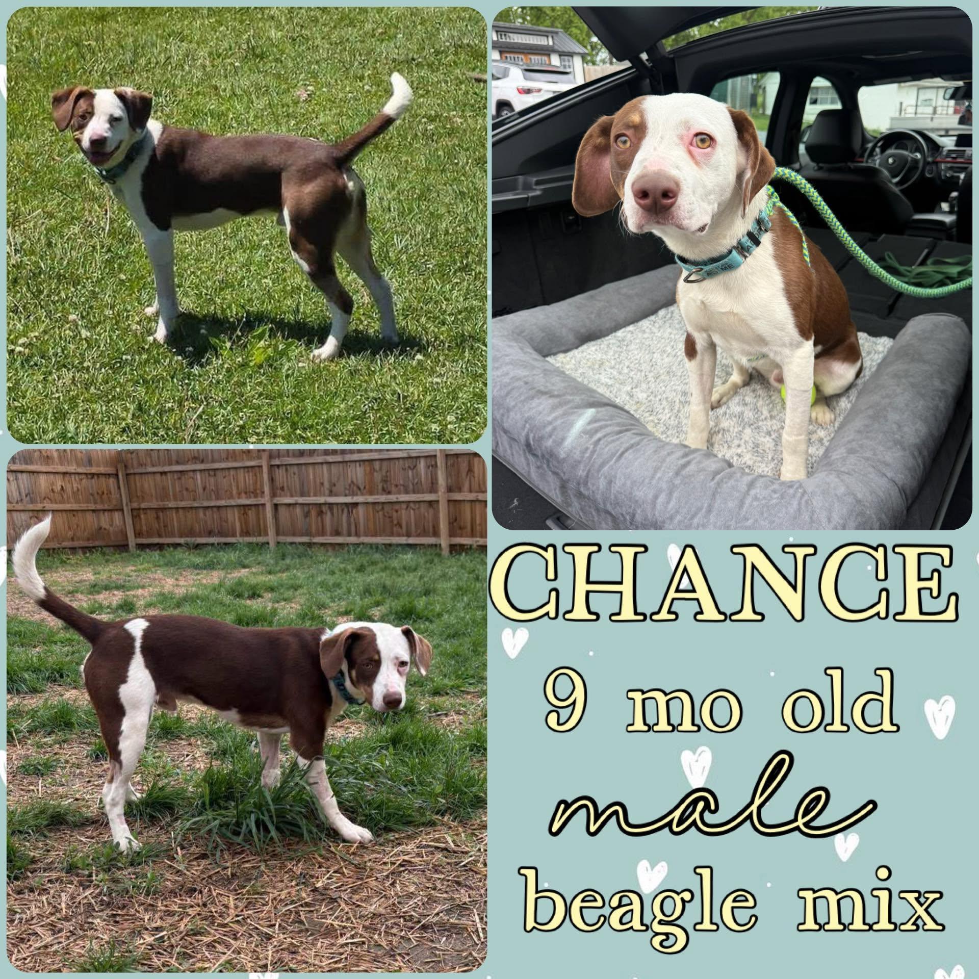 Enlarge Chance, an adopted mixed breed in Grantville, PA image 1/1