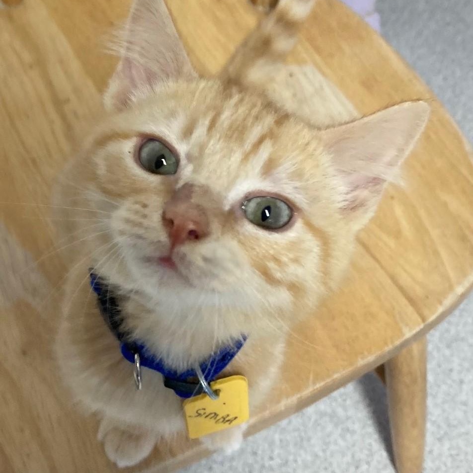 Enlarge Simba - Lots of Fun!, a ADOPTABLE mixed breed in Hoquiam, WA image 1/1