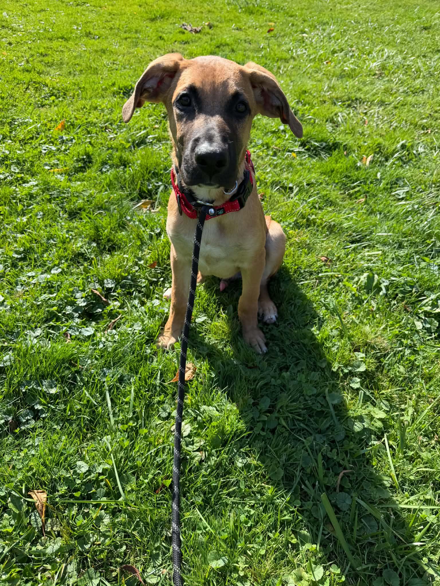 Enlarge IGYB, a Adoptable Shepherd in Springville, NY image 1/3