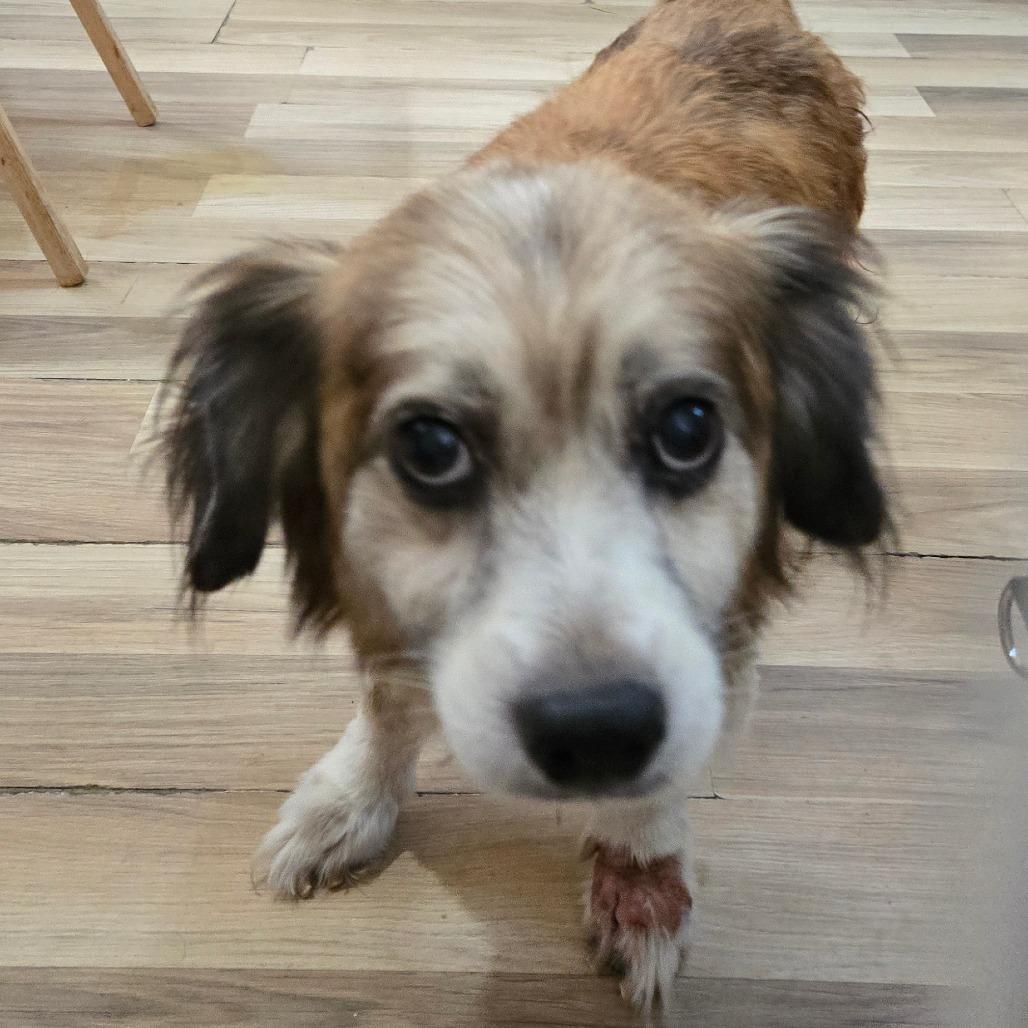 Sweetie Boy, Adoptable, Adult Male Cardigan Welsh Corgi & Mixed Breed.