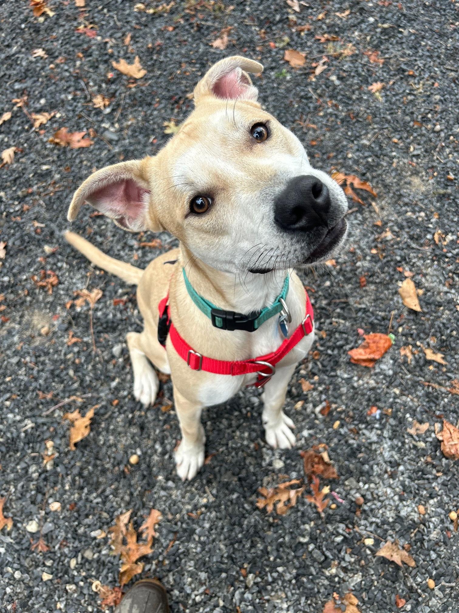 Rhex, Adopted, Young Male Mountain Cur & Yellow Labrador Retriever.