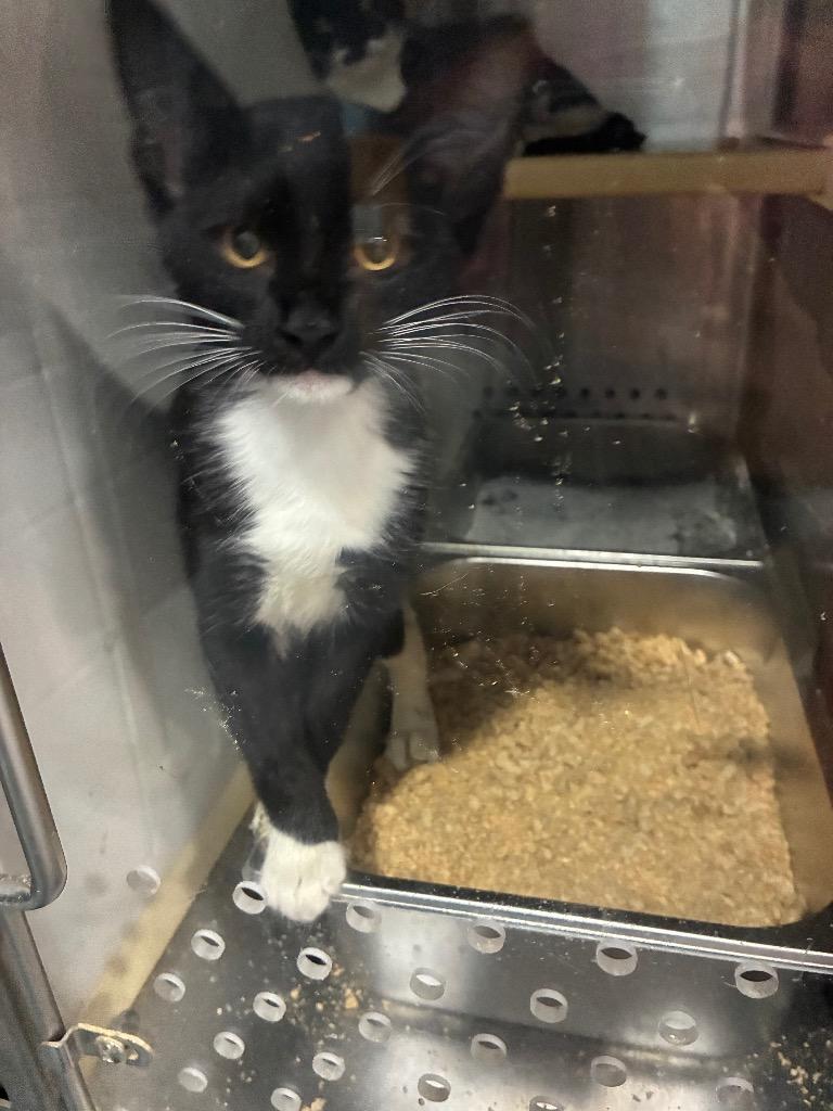Enlarge Betelgeuse, a Adoptable mixed breed in Glen Rose, TX image 1/1