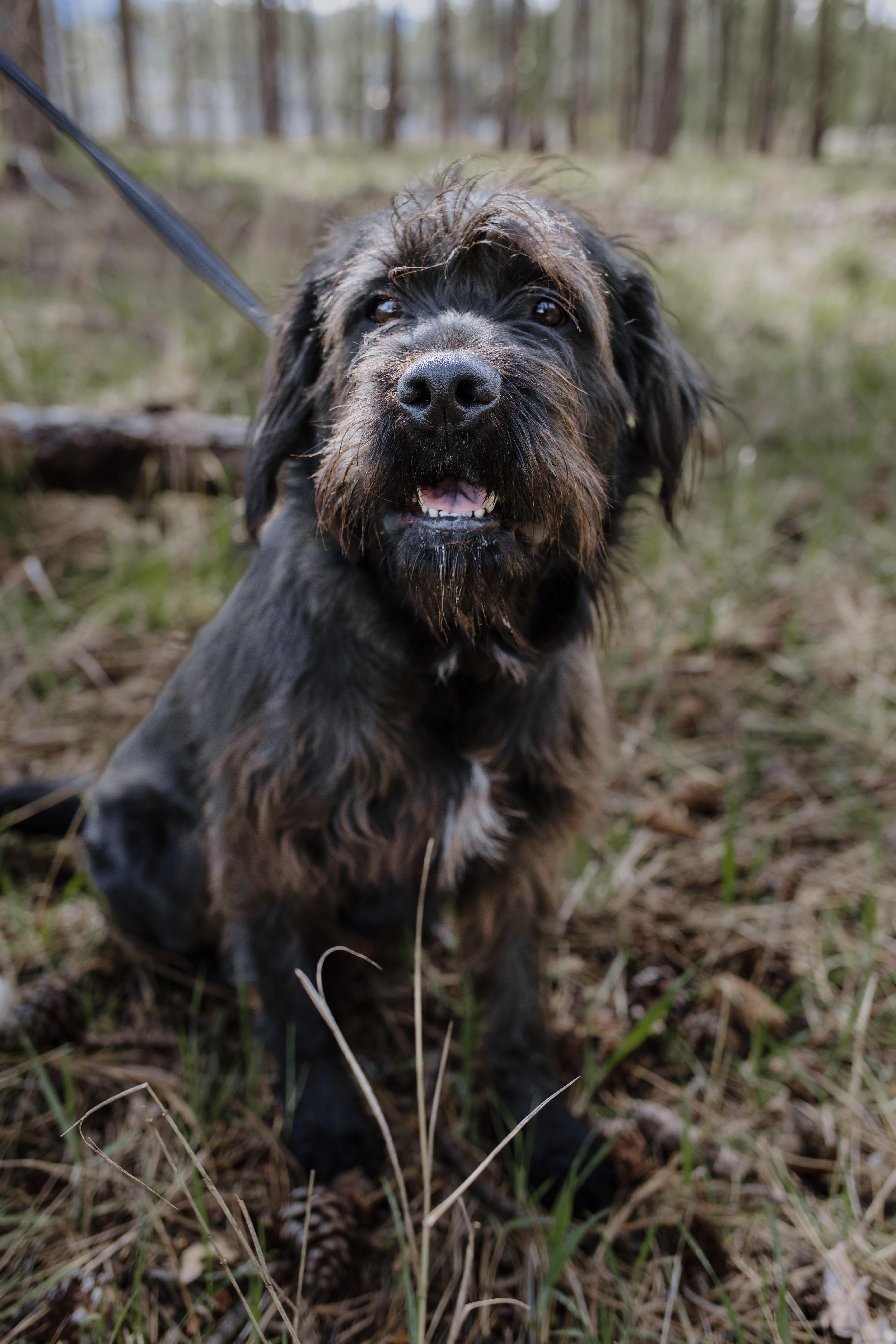 Peanut, a Adopted mixed breed in Libby, MT image 1/4