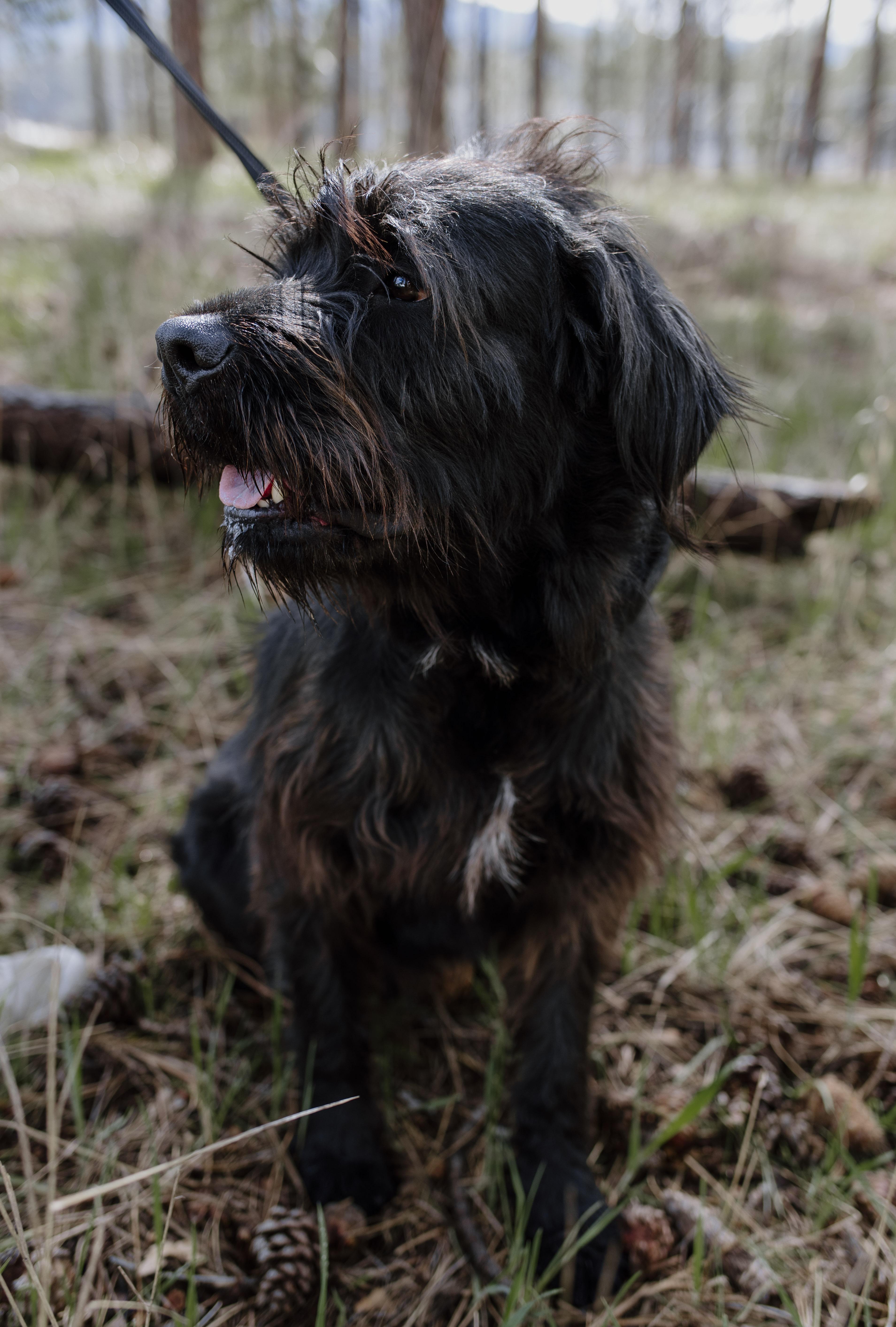 Peanut, a Adopted mixed breed in Libby, MT image 2/4